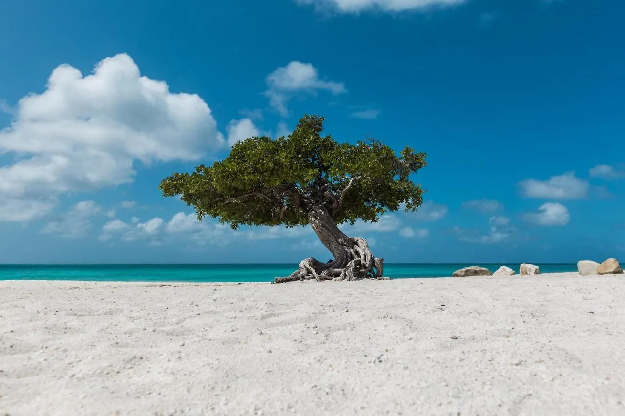 Because Location Really Is Everything! Oranjestad 0*,  Aruba